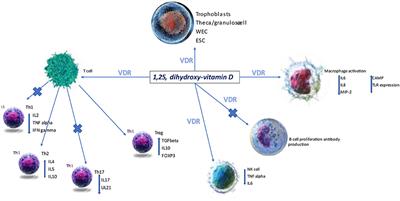 Vitamin D in Lupus Patients of Childbearing Age: Are We Doing Enough?